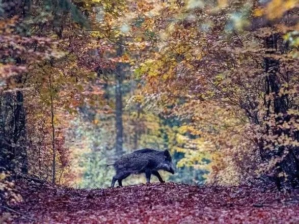 diki-svini-viroblyayut-stilki-zh-co2-skilki-1-1-mln-avtomobiliv-doslidzhennya