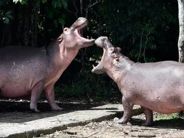 u-kolumbiyi-sterilizuyut-begemotiv-narkobarona-pablo-eskobara
