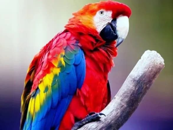 cherez-zmini-klimatu-ptakhi-amazoniyi-stali-menshimi-ale-u-nikh-zbilshilis-krila