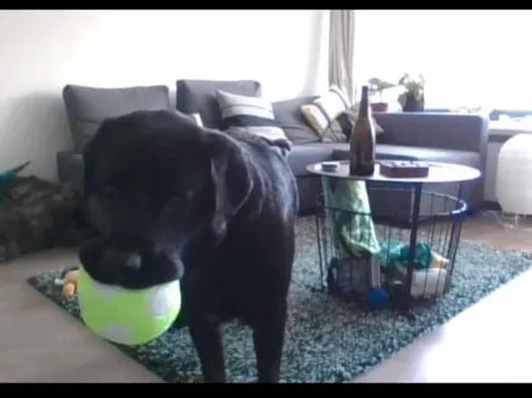 u-shotlandiyi-stvorili-pristriy-zavdyaki-yakomu-sobaki-zmozhut-telefonuvati-svoyim-gospodaryam