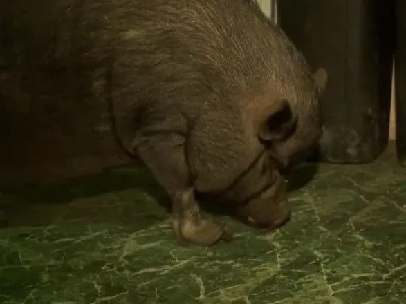 vona-zavzhdi-bula-poruch-amerikanets-rozpoviv-yak-svinya-dopomogla-yomu-perezhiti-rozluchennya