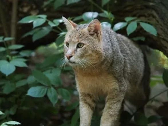 cpivrobitniki-lisovoyi-sluzhbi-indiyi-vryatuvali-ditinchat-ridkisnoyi-kishki