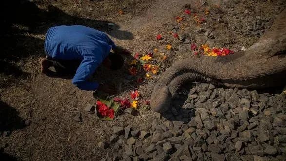 potyag-ubiv-dvokh-sloniv-yaki-yshli-po-koliyi-na-pivnichnomu-skhodi-indiyi