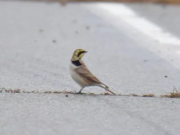 nezvichniy-ptakh-u-chornobili-vpershe-pomitili-zhayvoronka-rogatogo