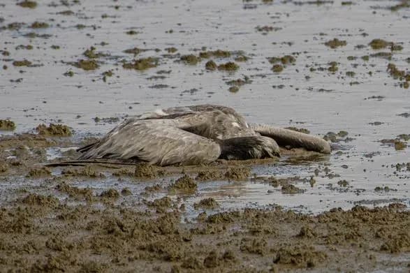 tisyachi-zhuravliv-zaginuli-vid-ptashinogo-gripu-na-pivnochi-izrayilyu