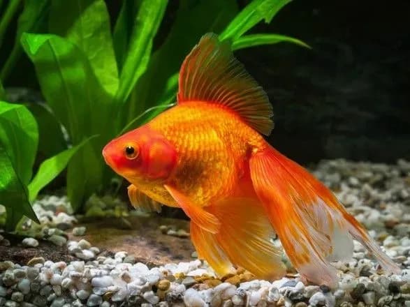 izrayilski-vcheni-proveli-eksperiment-ta-zyasuvali-scho-zoloti-ribki-mozhut-buti-vodiyami