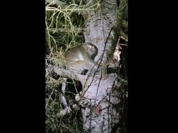 u-ssha-vnaslidok-avariyi-vtekli-laboratorni-mavpi