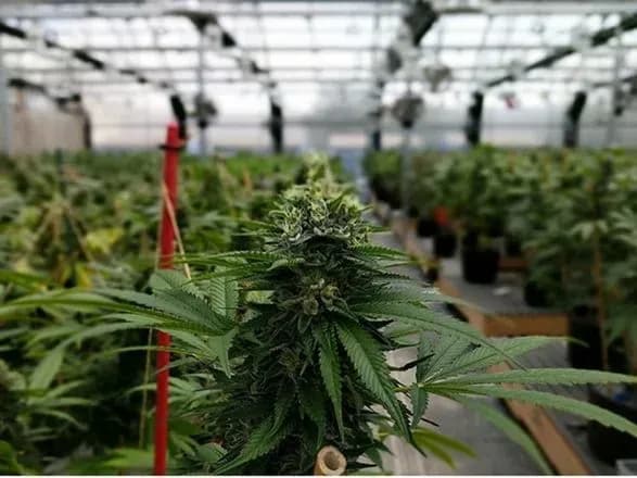 konstitutsiyniy-sud-italiyi-naklav-veto-na-referendum-schodo-liberalizatsiyi-kanabisu