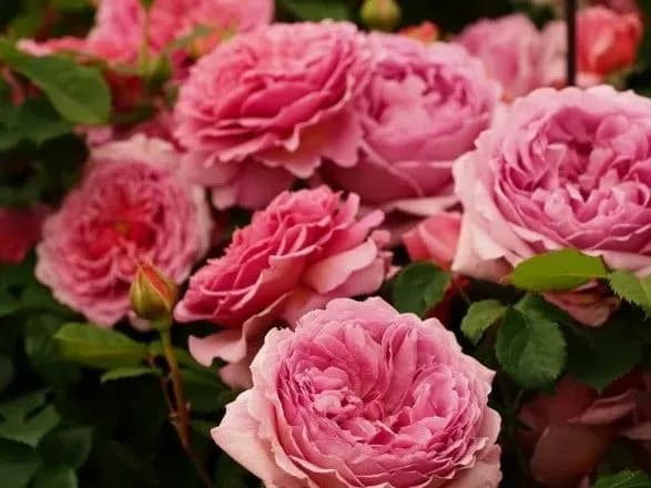 troyandi-miru-z-donechchini-pereselentsyam-vidpravili-tisyachi-sadzhantsiv