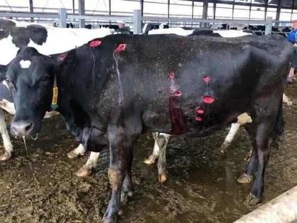 okupanti-obstrilyali-glukhivsku-gromadu-na-sumschini-postrazhdala-mistseva-ferma