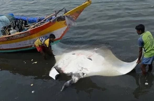 u-kambodzhi-zlovili-naybilshu-v-suchasniy-istoriyi-prisnovodnu-ribu