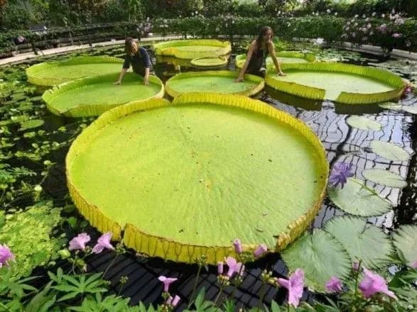 doslidniki-vidkrili-noviy-vid-gigantskikh-vodyanikh-liliy