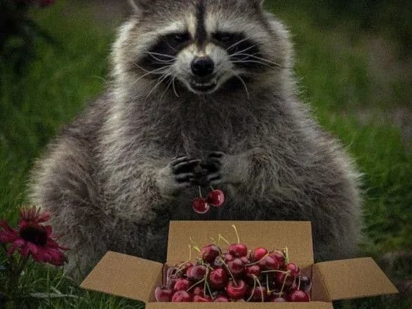 melitopolska-chereshnya-ta-toy-samiy-yenot-planuyut-vipusk-novoyi-marki