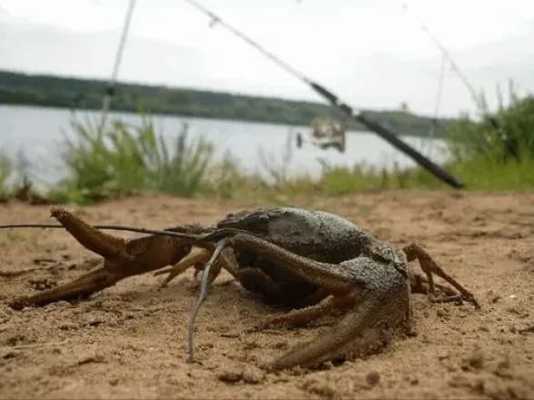 v-ukrayini-rozpochavsya-period-zaboroni-na-vilov-rakiv-1