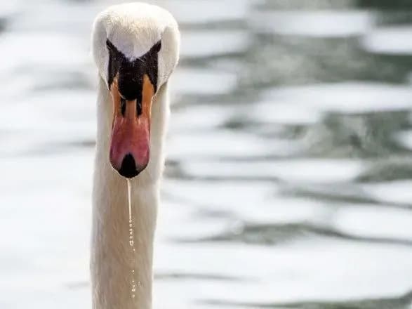 na-okupovaniy-khersonschini-rosiyani-zaradi-rozvagi-rozstrilyuyut-chervonoknizhnikh-ptakhiv-deputat-oblradi