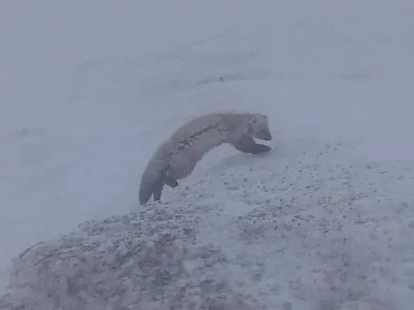 u-karpatakh-spravzhnya-zima-turistiv-prosyat-ne-khoditi-v-gori