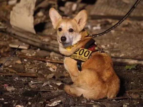 taki-sobaki-zustrichayutsya-odna-na-sto-istoriya-korgi-eltona-ta-yogo-17-richnoyi-vlasnitsi-yaki-dopomagali-shukati-lyudey-v-zavalakh-v-dnipri