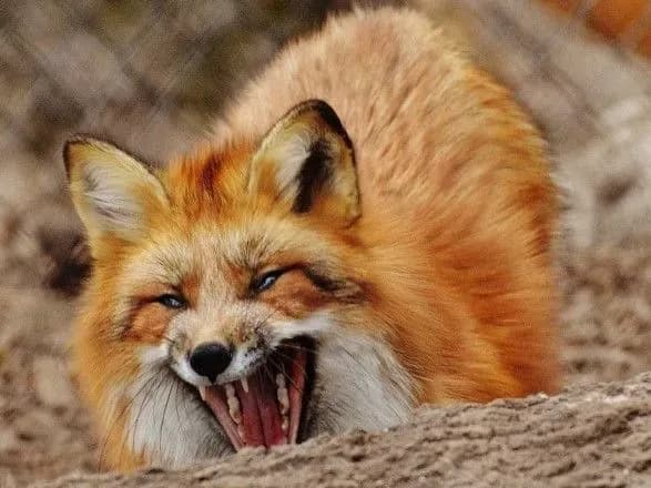 na-striyschini-cherez-skaz-budut-vidstrilyuvati-lisits