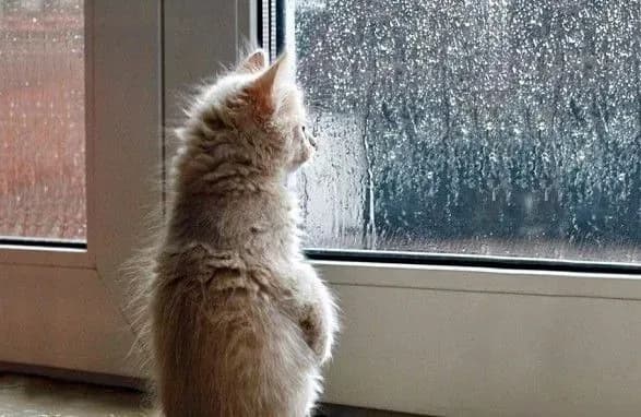 v-ukrayinu-ydut-doschi-z-mokrim-snigom