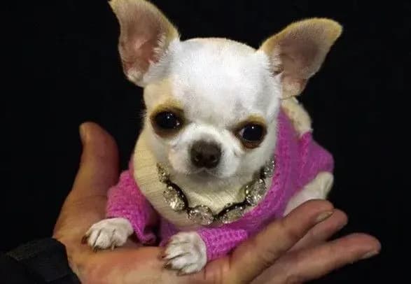 chikhuakhua-zavvishki-9-santimetriv-viznana-naynizhchoyu-sobakoyu-za-versiyeyu-knigi-rekordiv-ginnesa