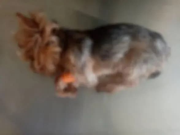 na-kiyivschini-cholovik-vdariv-nogoyu-yorkshirskogo-teryera-pesik-zaginuv