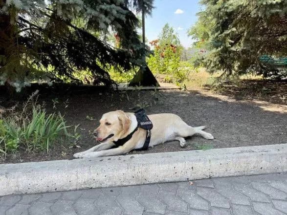 yak-vberegti-svogo-chotirilapogo-ulyublentsya-vid-speki-poradi-kinologiv