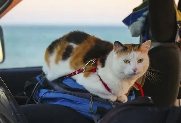 u-shvetsiyi-skasuyut-sproscheni-pravila-vvezennya-tvarin-z-ukrayini-scho-varto-znati