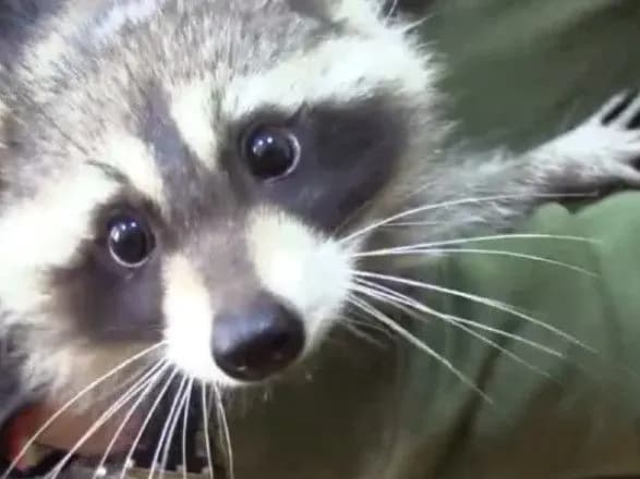 v-okupantiv-potsupili-yenota-yakogo-voni-ranishe-vkrali-iz-khersonskogo-zooparku