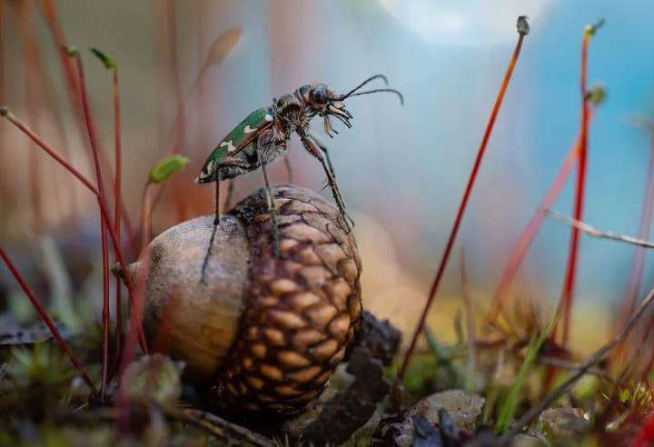 two-ukrainian-photographs-win-first-place-at-the-international-contest-wiki-loves-the-earth