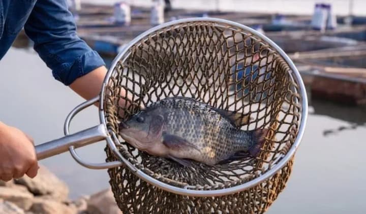 the-first-auctions-for-commercial-fishing-in-2024-will-start-in-ukraine-next-month