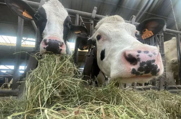 human-infection-with-avian-influenza-confirmed-in-the-us-after-contact-with-dairy-cows