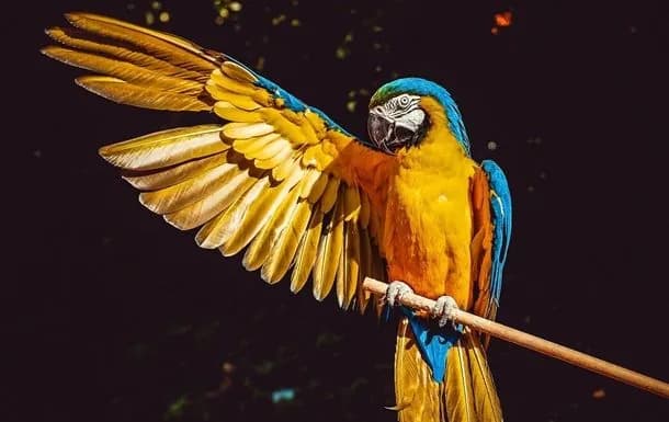 vsemirnii-den-popugaev-den-blondinok-mezhdunarodnii-den-bez-tabaka-chto-yeshche-mozhno-otmetit-31-maya