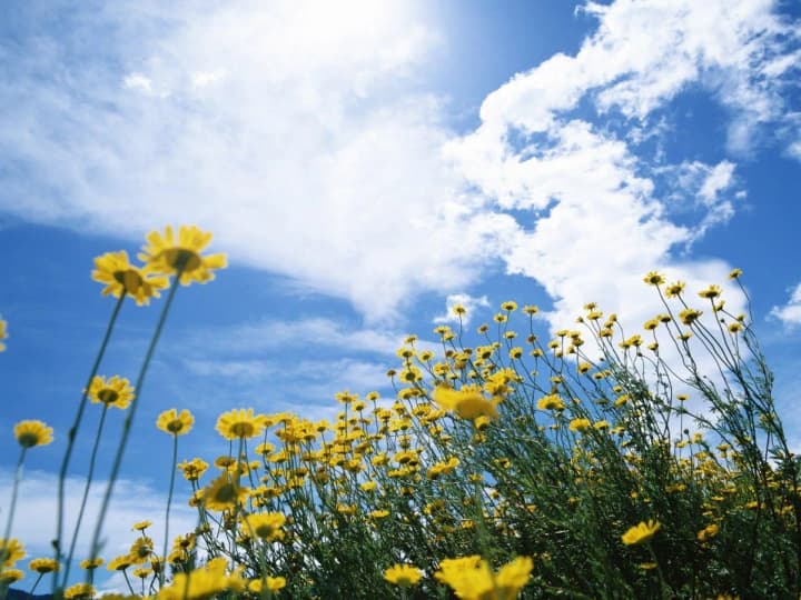 clear-weather-and-heat-up-to-31c-are-expected-in-kyiv-region