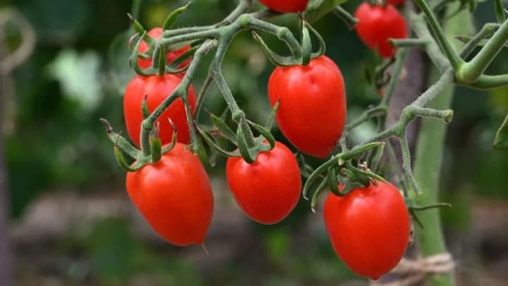 tomato-prices-rise-in-ukraine-before-the-new-year-holidays