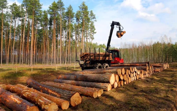 corruption-and-scandals-are-destroying-forests-of-ukraine-millions-in-losses-for-the-state