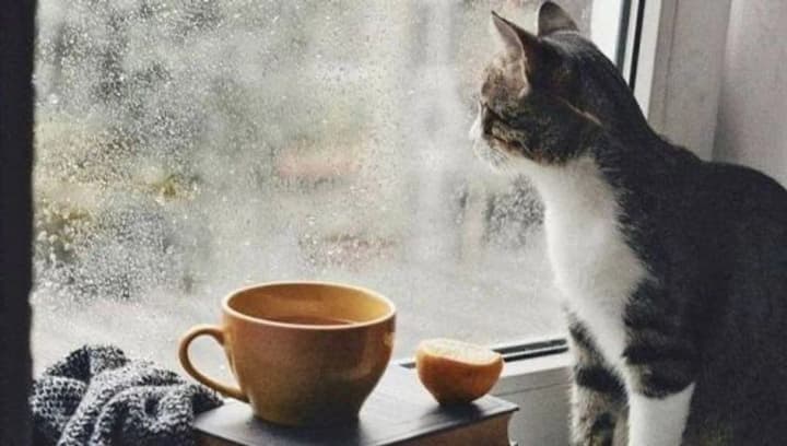 rain-thunderstorms-and-gusty-winds-weather-forecast-in-ukraine-for-may-18