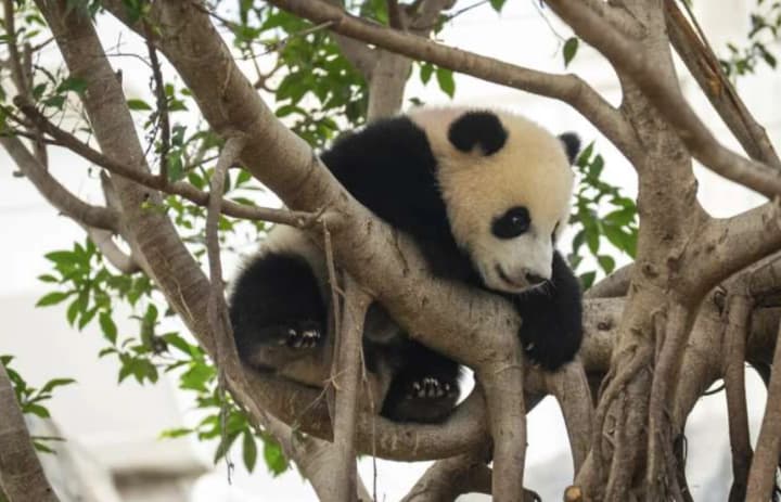 jia-jia-i-de-de-honkonzkym-pandeniatam-blyzniukam-na-konkursi-obraly-imena