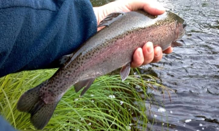 no-contact-with-meltwater-how-to-properly-store-fish-products-in-the-heat-experts-advise