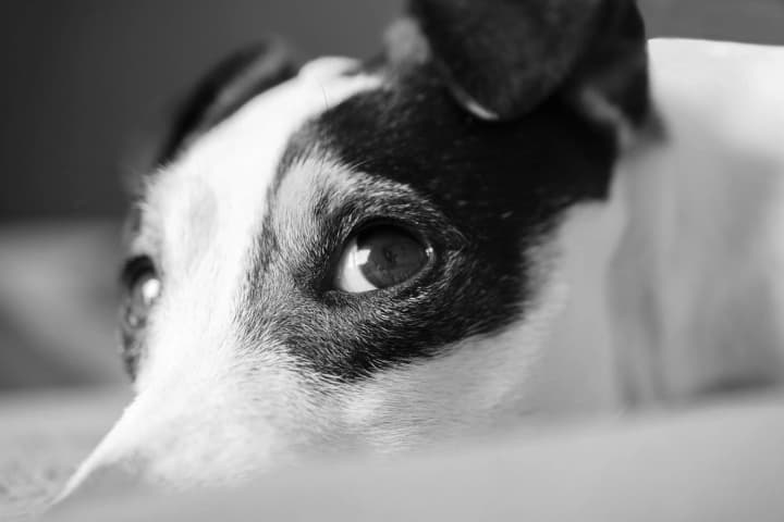 zahadkova-zahybel-sobak-bilia-likarni-na-vinnychchyni-prokuratura-rozsliduie-zlochyn