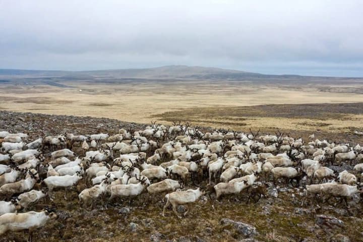 us-resumes-oil-and-gas-exploration-and-production-in-alaska-wildlife-refuge