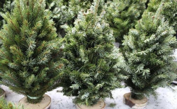 in-kyiv-from-december-4-you-can-buy-a-new-years-tree-all-locations
