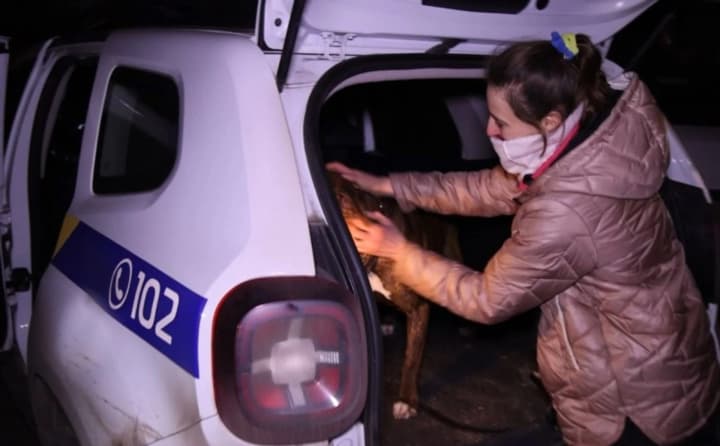 u-poltavi-cholovika-vidpravyly-pid-domashnii-aresht-za-natskuvannia-sobaky-na-politseiskykh-psa-povernuly-rodyni