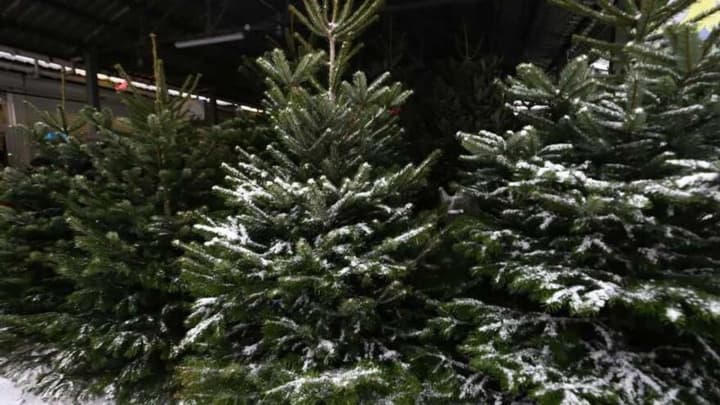 shtrafy-za-nezakonnu-rubku-yalynok-pered-novorichnymy-sviatamy-vtrychi-zrosly