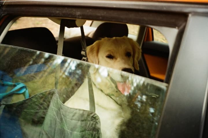 moving-with-pets-what-you-should-know