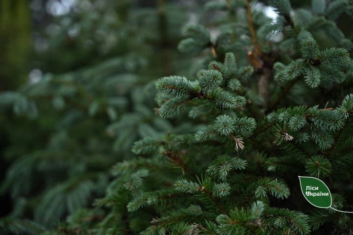 state-enterprise-forests-of-ukraine-summarized-the-results-of-christmas-tree-sales