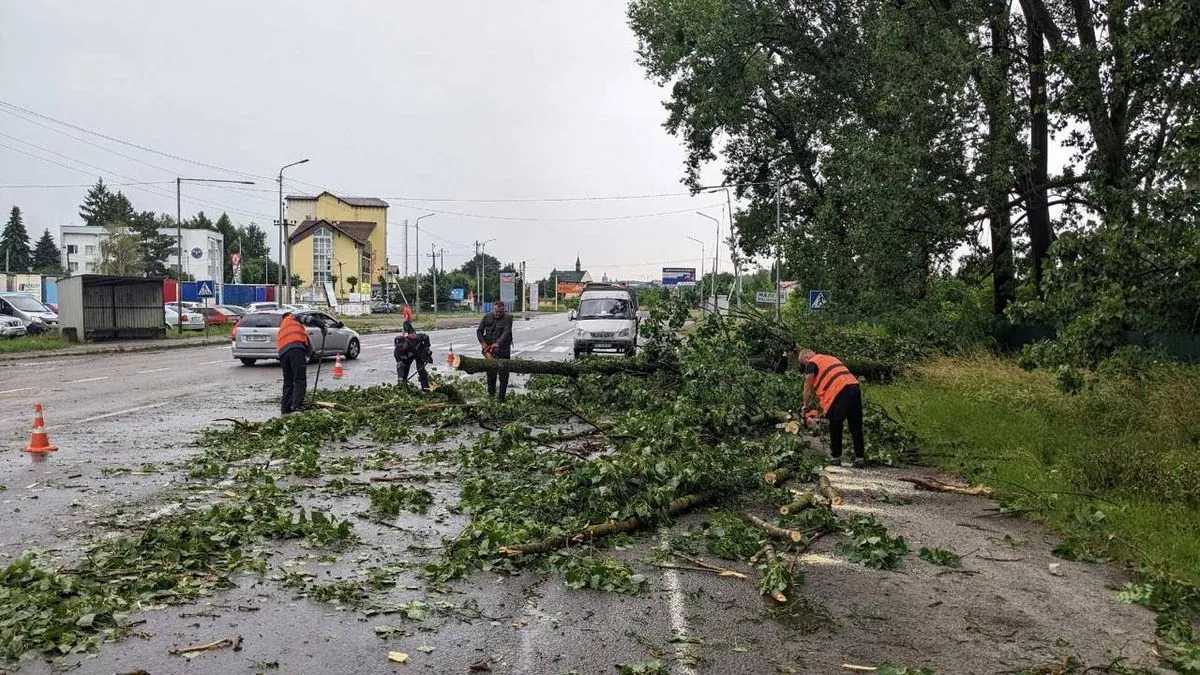 Повалено около 100 деревьев, повреждено до 10 крыш: Садовый о последствиях  мощной грозы во Львове | УНН