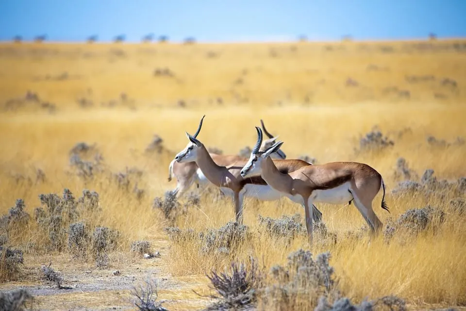 July 9: Gazelle Day, International Day for the Destruction of Small Arms |  УНН