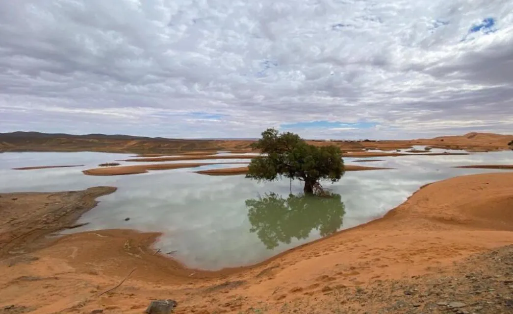 Flamants roses sur le lac Iriqui faune désert Maroc
