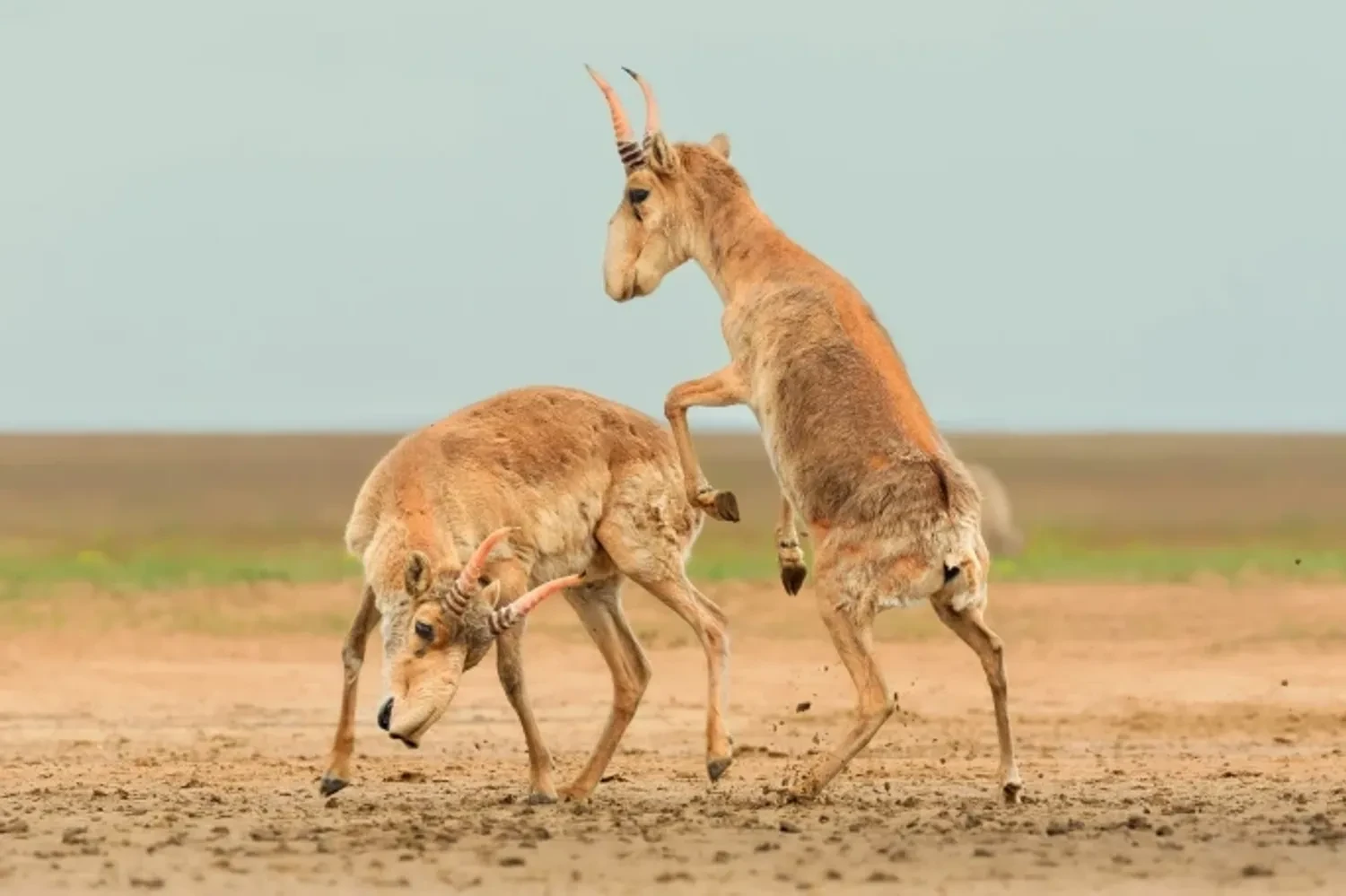 Sparring saigas on the steppe. Attribution: Andrey Giljov