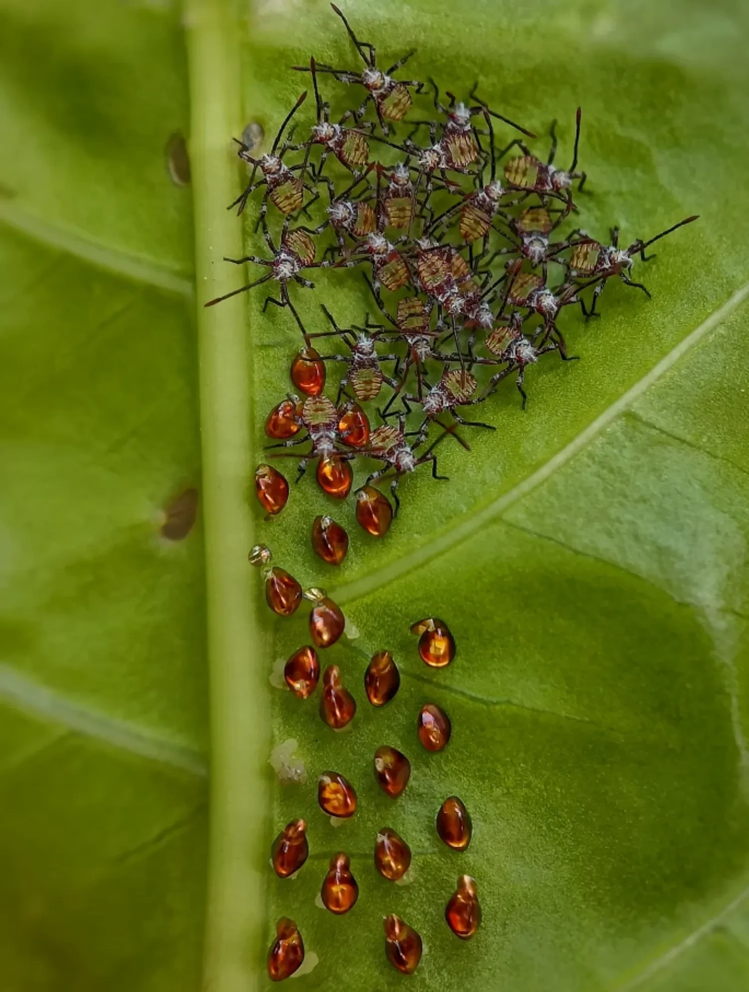 Nymphs and nature: A Close-Up Journey. Attribution: Sritam Kumar Sethy